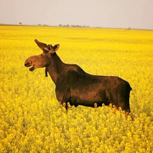 Meet your Posher, Betty